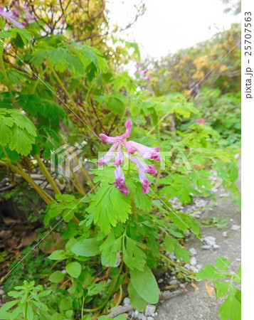 ムラサキケマンの花 ムラサキケマンの花 25707563