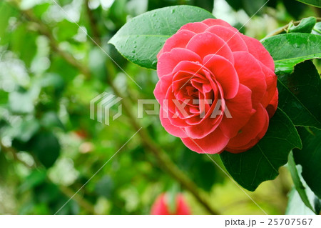 椿・紅乙女１ 25707567
