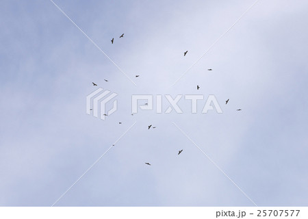 サシバの鷹柱 サシバの鷹柱 25707577