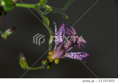 秋の野草 ホトトギスの花 秋の野草 ホトトギスの花 25707605