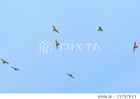 サシバの鷹柱 サシバの鷹柱 25707613