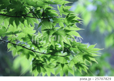 紅葉 紅葉 25707829