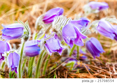 Wild Young Pasqueflower In Early Spring. Flowers 25708554