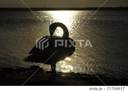 休息の時 25708637