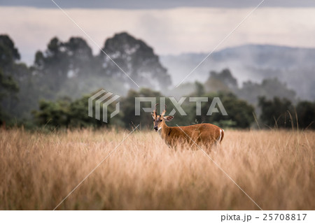 Barking Deer with a nice pose in the jungle 25708817