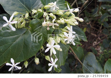 ショウロウクサギ ショウロウクサギ 25709459