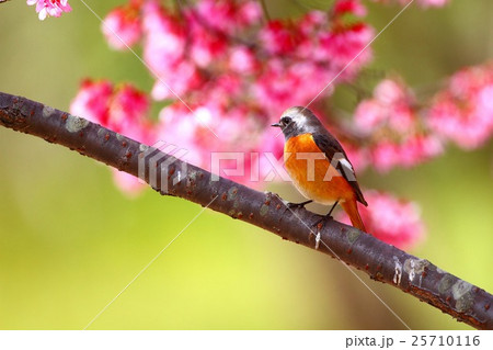 ジョウビタキ雄とオカメザクラ 25710116
