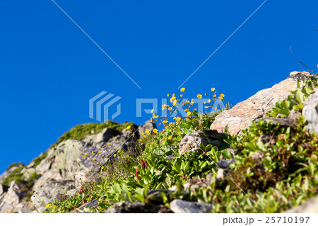 北岳山頂近くの高山植物 北岳山頂近くの高山植物 25710197