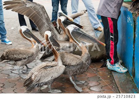 ガラパゴス、魚市場のペリカン ガラパゴス、魚市場のペリカン 25710823