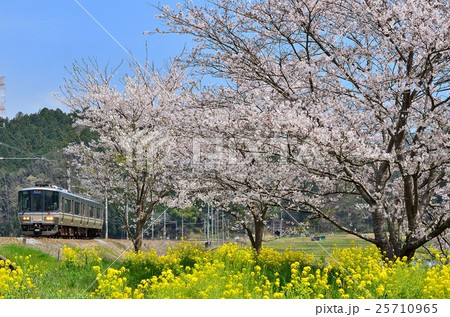 鉄道　列車　山陰本線　園部~船岡　京都　223系　桜　さくら 25710965