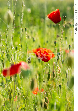 red poppy in the wheat field 25711063