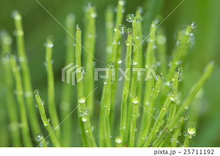 スギナの水滴 25711192