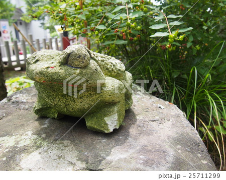 茨城県 筑波山のカエルの写真素材 [25711299] - PIXTA