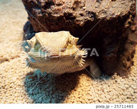 フトアゴヒゲトカゲ 正面の写真素材