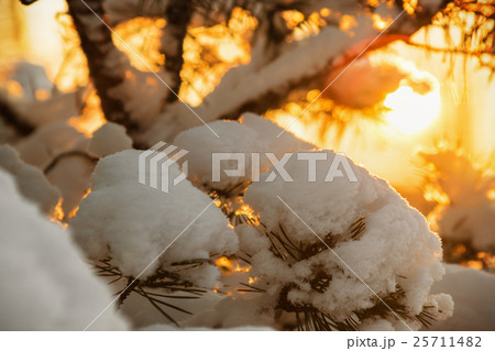 winter forest at sunset 25711482