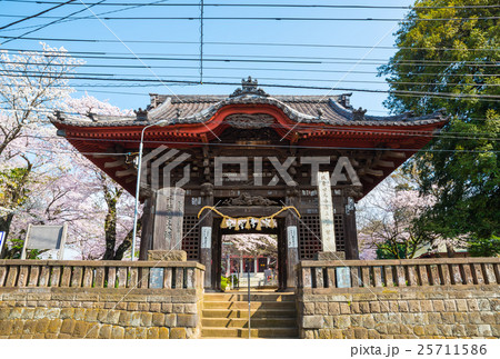 千葉寺 春の桜 千葉県千葉市中央区 千葉寺 春の桜 千葉県千葉市中央区 25711586