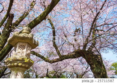 千葉寺 春の桜 千葉県千葉市中央区 千葉寺 春の桜 千葉県千葉市中央区 25711587