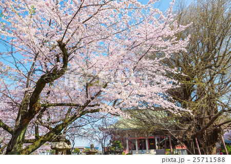千葉寺 春の桜 千葉県千葉市中央区 25711588