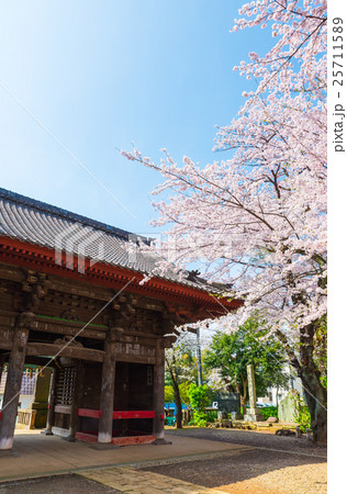 千葉寺 春の桜 千葉県千葉市中央区 25711589