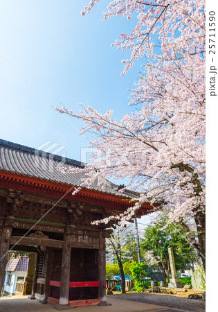 千葉寺 春の桜 千葉県千葉市中央区 25711590
