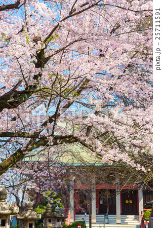 千葉寺 春の桜 千葉県千葉市中央区 千葉寺 春の桜 千葉県千葉市中央区 25711591