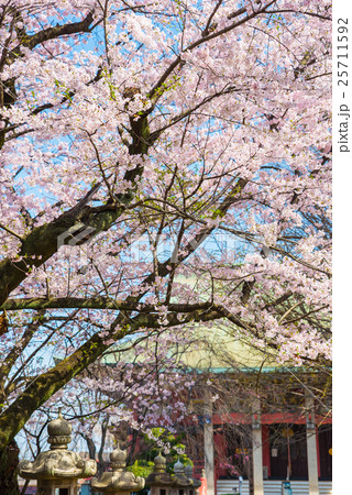 千葉寺 春の桜 千葉県千葉市中央区 25711592