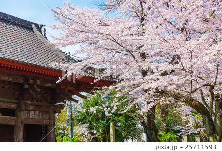 千葉寺 春の桜 千葉県千葉市中央区 25711593