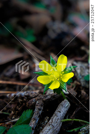 ヘビイチゴの花 25712047