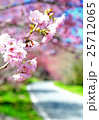 桜 さくら サクラ 25712065