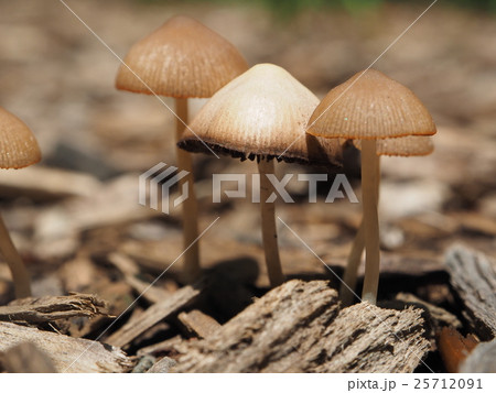 キノコ キノコ 25712091