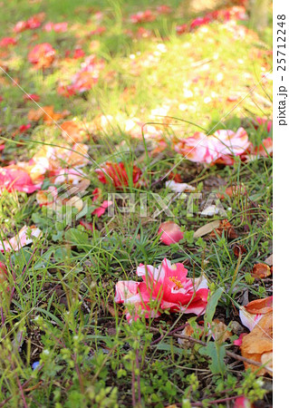 椿　紋繻子　落ち椿 25712248