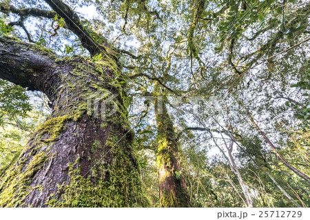 Moss tree Moss tree 25712729