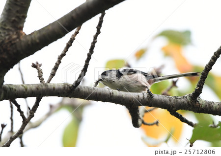 桜の紅葉とエナガ1 桜の紅葉とエナガ1 25712806