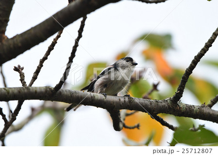 桜の紅葉とエナガ2 25712807
