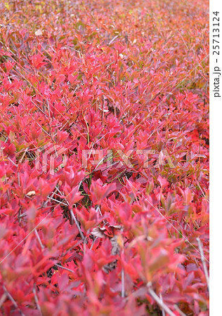 紅葉する生垣 25713124