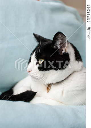 白黒の猫の横顔 白黒の猫の横顔 25713246