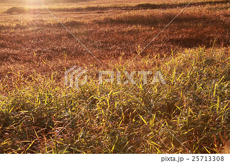 夕焼けの草原 25713308