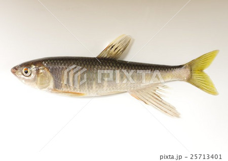 オイカワ(追河) 美しい淡水魚 全体 オイカワ(追河) 美しい淡水魚 全体 25713401