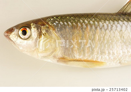 オイカワ(追河) 美しい淡水魚 半身 オイカワ(追河) 美しい淡水魚 半身 25713402