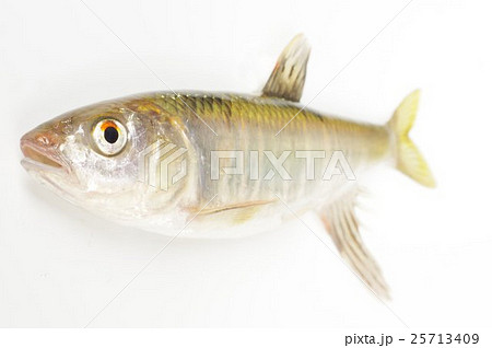 オイカワ（追河）　美しい淡水魚　俯瞰横 25713409