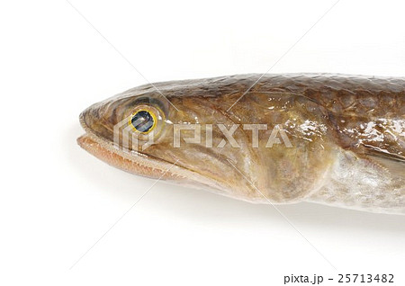 エソ　頭部拡大横　爬虫類に似た魚体　淡白で美味な魚　高級練り製品の原料 25713482