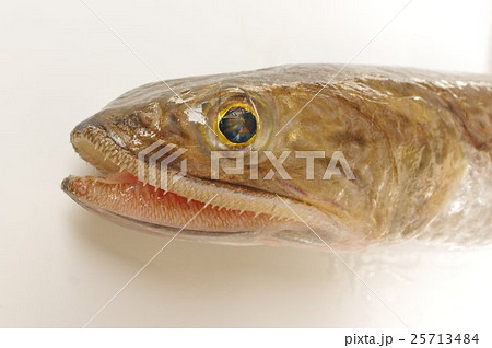 エソ　頭部俯瞰横　爬虫類に似た魚体　淡白で美味な魚　高級練り製品の原料 25713484