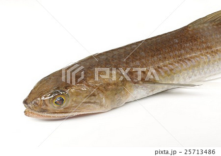 エソ　頭部俯瞰横　爬虫類に似た魚体　淡白で美味な魚　高級練り製品の原料 25713486