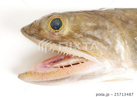 エソ 頭部開口横 爬虫類に似た魚体 淡白で美味な魚 高級練り製品の原料 エソ 頭部開口横 爬虫類に似た魚体 淡白で美味な魚 高級練り製品の原料 25713487