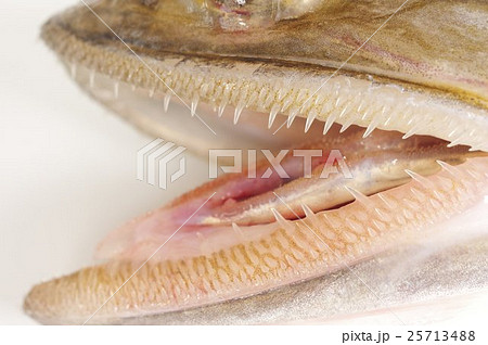 エソ　口吻拡大　爬虫類に似た魚体　淡白で美味な魚　高級練り製品の原料 25713488