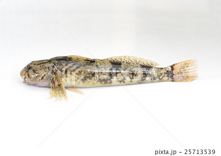 カジカ（鰍）　俯瞰横　清流の魚 25713539