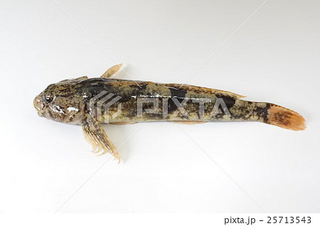 鰍 カジカ カジカ（鰍） 横俯瞰横 清流の魚の写真素材 [25713543] - PIXTA