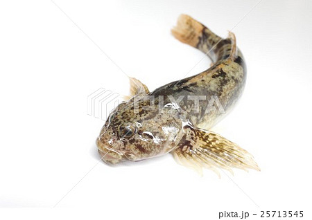 カジカ（鰍）　清流の魚 25713545