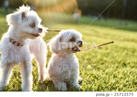 公園で遊ぶ犬 25713575