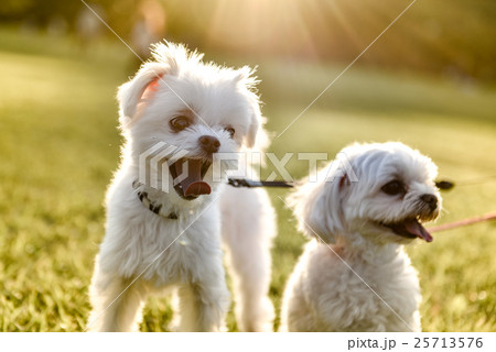 公園で遊ぶ犬 公園で遊ぶ犬 25713576